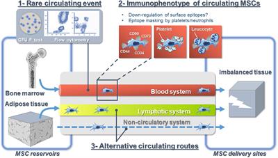 Endogenous Mobilization of Mesenchymal Stromal Cells: A Pathway for Interorgan Communication?